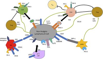 Microenvironment Cell Contribution to Lymphoma Immunity